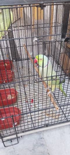 parrot for sale hand tamed.