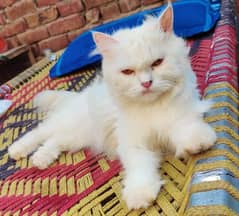Persian cat female white punch face