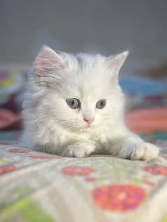 Persian kitten semi punch beautiful face
