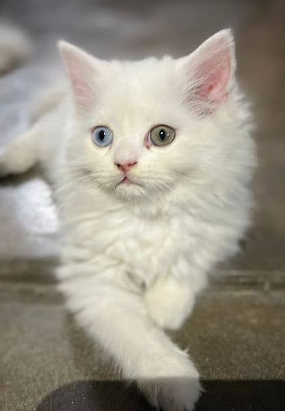 Persian kitten semi punch beautiful face 1