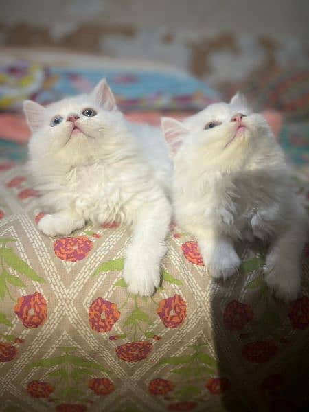 Persian kitten semi punch beautiful face 2