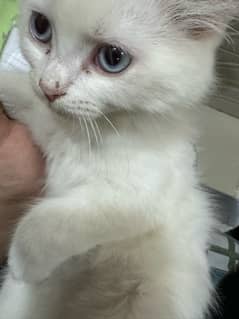 pure Persion breed ha 1.5 month kitten ha healthy