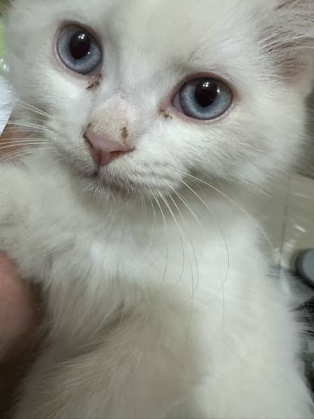 pure Persion breed ha 1.5 month kitten ha healthy 3