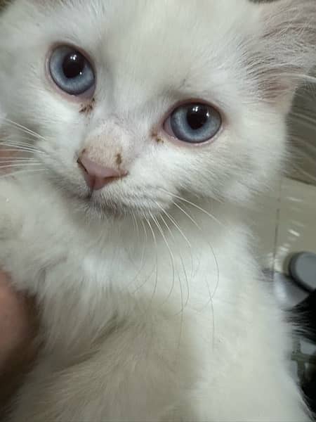 pure Persion breed ha 1.5 month kitten ha healthy 4