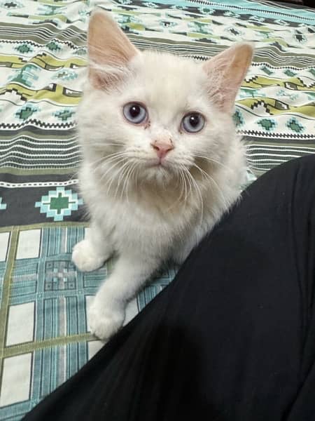 pure Persion breed ha 1.5 month kitten ha healthy 5