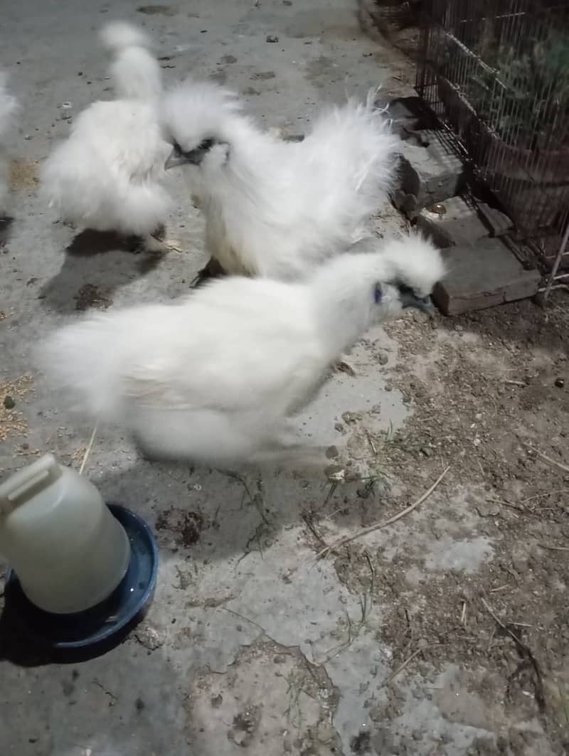 Silki Males for Sale per piece 3000 age 6 Month 0306/00/88/2/1/3 1