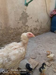 Heera aseel Mad with 5 chicks