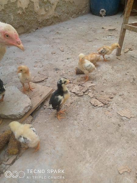 Heera aseel Mad with 5 chicks 1