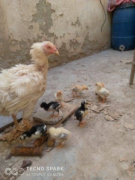 Heera aseel Mad with 5 chicks 2