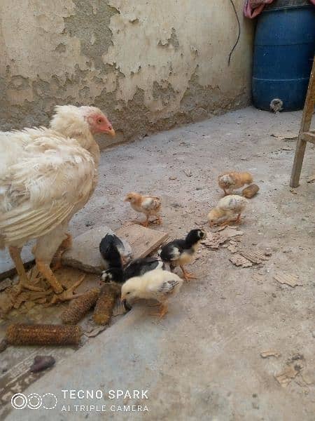 Heera aseel Mad with 5 chicks 3