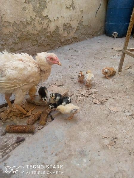 Heera aseel Mad with 5 chicks 4