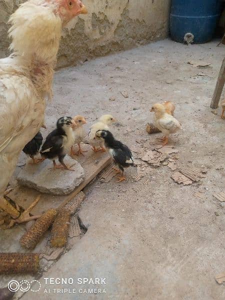 Heera aseel Mad with 5 chicks 5