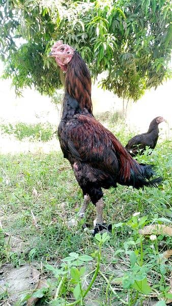 thai cheks avilble and Male for sale 0