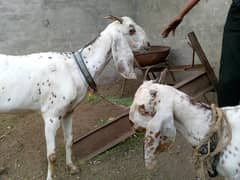 female goat with female baby