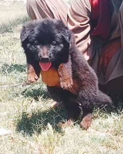 German shepherd Female Dog For Sale | German shepherdCoat Dog 0