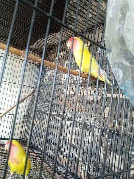 lutino lovebirds 0