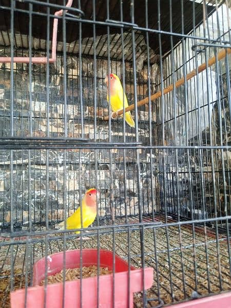 lutino lovebirds 1