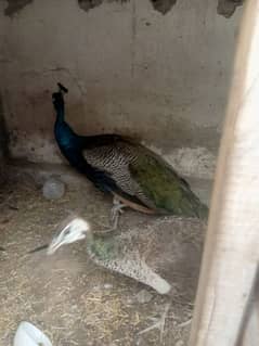 Peacock Available Breeder Pair