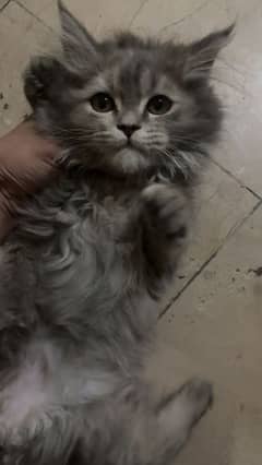 Triple coated Persian male kitten