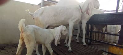 Bakri available for sale with one male kid