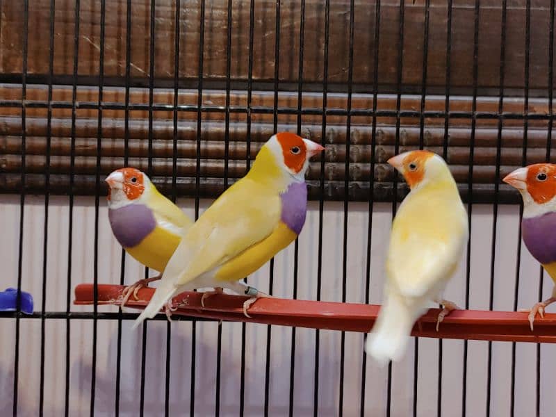 Lady Gouldian Breeder Pair 2