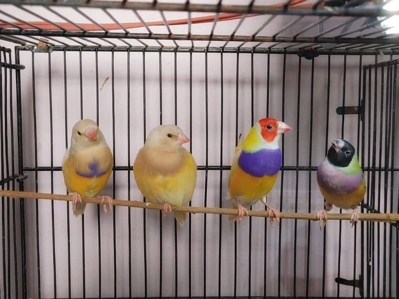 Lady Gouldian Breeder Pair 3