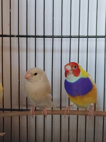 Lady Gouldian Breeder Pair 5