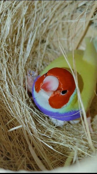 Lady Gouldian Breeder Pair 7