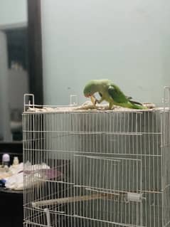 Raw Parrot Urgent Sale