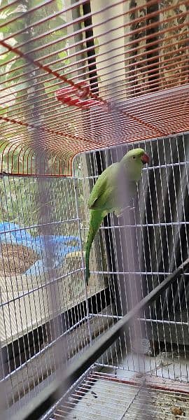 green ring neck pair available (negotiable 1