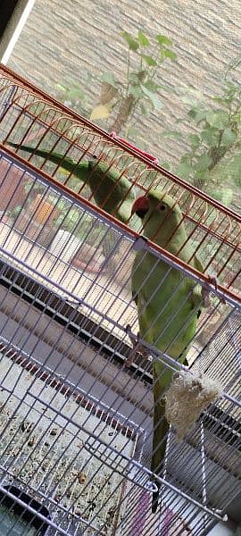 green ring neck pair available (negotiable 4