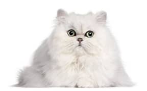 persian cat for sale the demand can be change only serious person