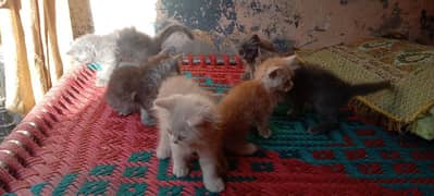 Persian triple cote kitten active and healthy 0