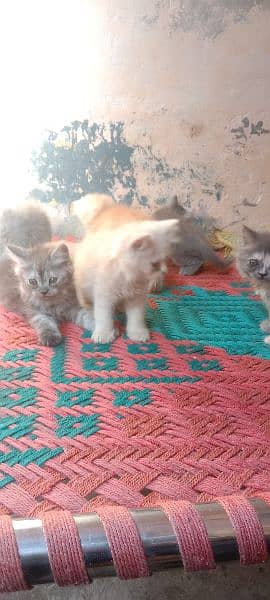 Persian triple cote kitten active and healthy 1
