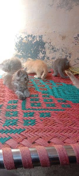 Persian triple cote kitten active and healthy 2