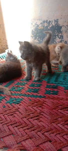Persian triple cote kitten active and healthy 3