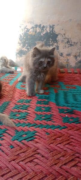 Persian triple cote kitten active and healthy 4