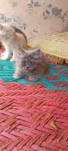 Persian triple cote kitten active and healthy 6