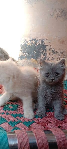 Persian triple cote kitten active and healthy 7
