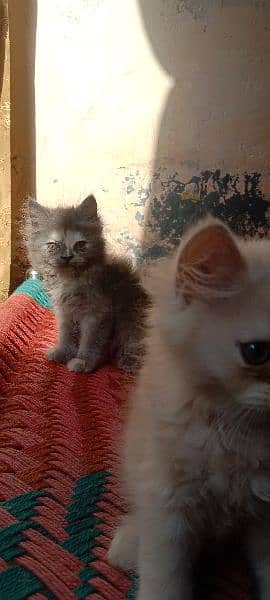 Persian triple cote kitten active and healthy 8