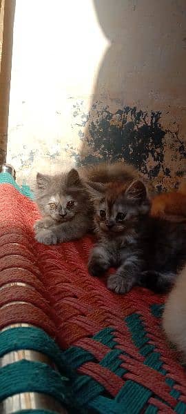 Persian triple cote kitten active and healthy 9