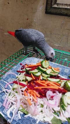 Gray parrot male for sale 1 year Age 0