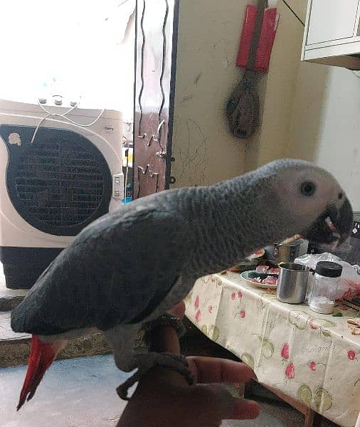 Gray parrot male for sale 1 year Age 2