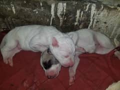Gultair puppys pair for sall