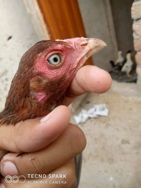 2 aseel Murgi (hen) and chicks 0