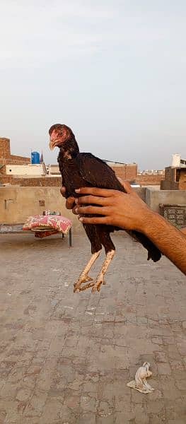 2 aseel Murgi (hen) and chicks 1