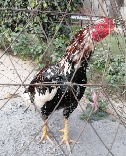 2 aseel Murgi (hen) and chicks 2