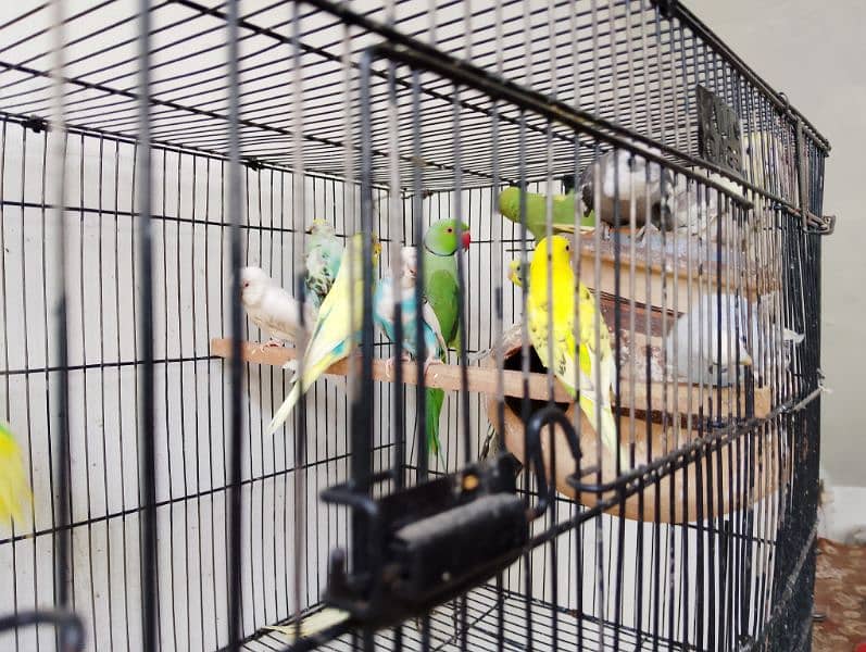 green parrot cocktail pair with cage 6