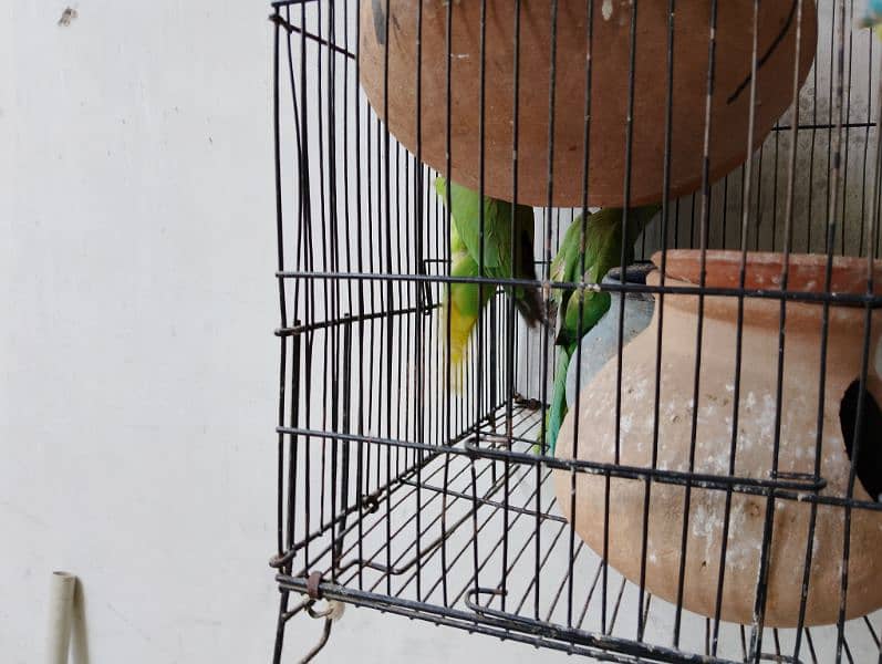 green parrot cocktail pair with cage 9