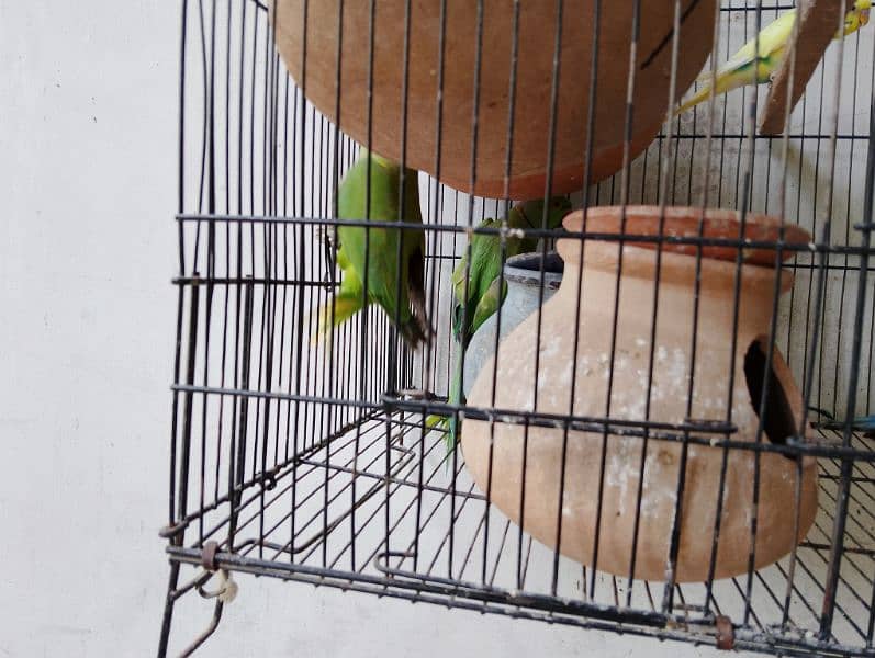 green parrot cocktail pair with cage 10